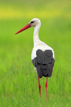 Single White Stork bird on grassy wetlands during a spring nesting period