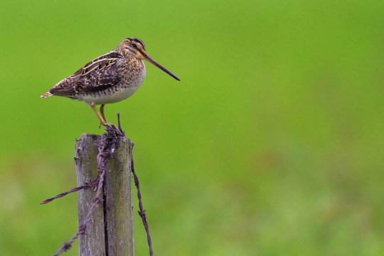 Single Common Snipe bird on a wooden fence stick during a spring nesting period