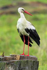 Single White Stork bird on grassy wetlands during a spring nesting period