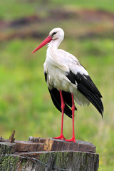 Single White Stork bird on grassy wetlands during a spring nesting period