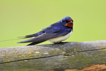 Single Barn swallow bird on a wooden fence stick during a spring nesting period