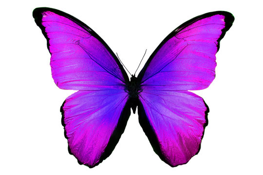 бабочка фиолетового цвета изолировано на белом