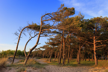 Obraz premium Pine forest on a beach along the Baltic Sea shore line in Rowy, Poland