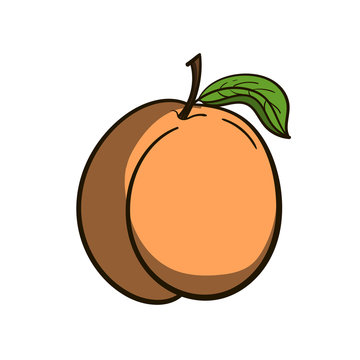 Peach Vector
