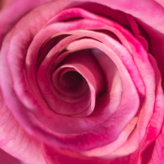 Macrophotography of pink rose