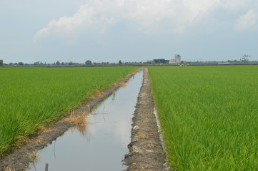 Sekinchan Padi Field