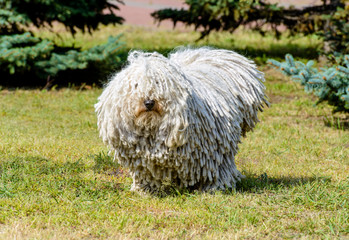 Puli in full face. The Puli stands on the grass in the park.