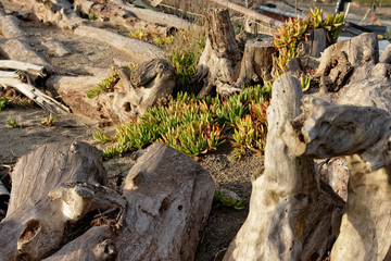 detail of a succulent plant