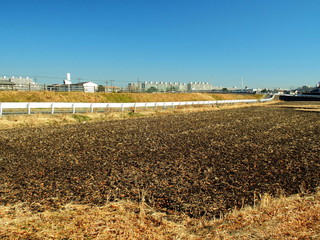 冬の田圃風景
