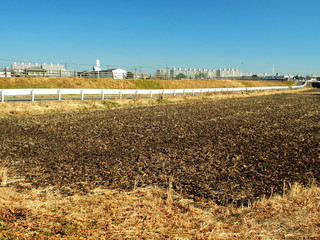 冬の田圃風景