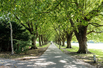 Long and straight avenue in public park with big trees on the side