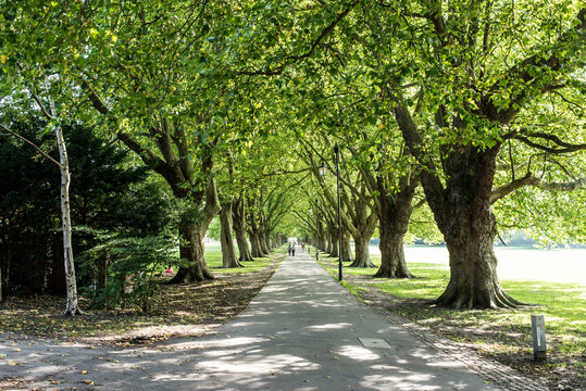 Long and straight avenue in public park with big trees on the side