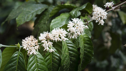 Coffee Flowers In Bloom