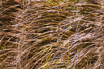 closeup of coarse dry palm leaves