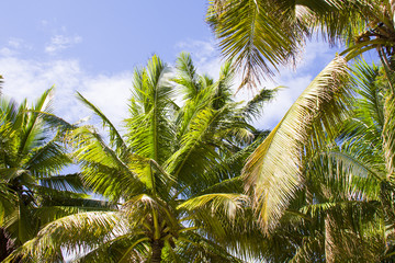 Fototapeta na wymiar palms upon the blue sky