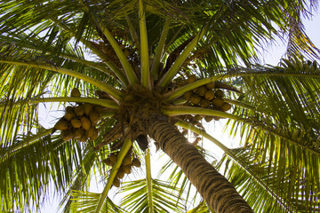 coconut palms with fresh nuts