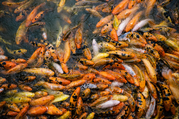 Koi Gold Fish