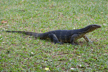 Striped monitor lizard (water monitor lizard) on a grass. Park Lumpini, Bangkok