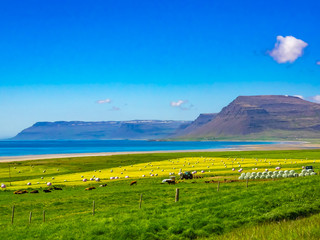 View of a farm on the seashore in Iceland