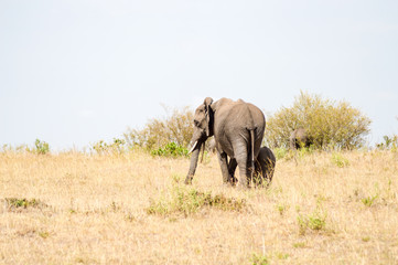 Elephant and his cub in the savanna of the mara a park in northwestern Kenya