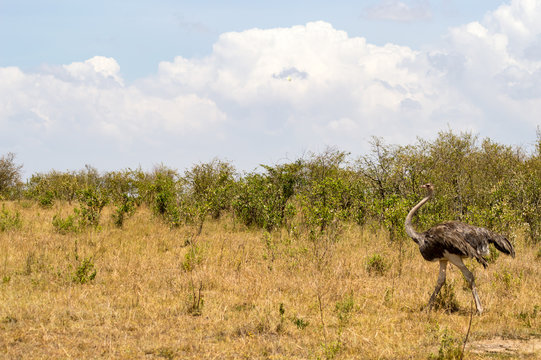Ostrich in the savanna of mara a park in northwestern Kenya