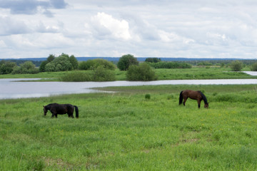 grazing horses on the green grass