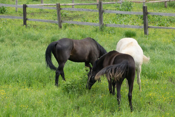 Fototapeta premium Konik Horses grazing in the Dutch nature reserve Oostvaardersplassen.