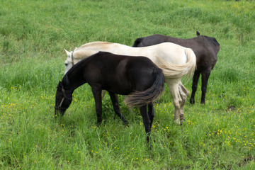 Fototapeta premium Black and white horses on the range