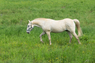 Obraz na płótnie Canvas Wild white horse posing on a green background