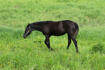 Beautiful horses in the County of green