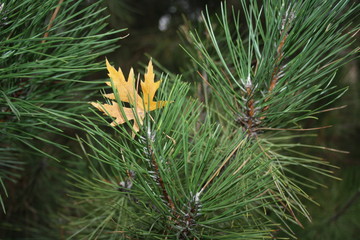 Maple leaf fallen on a branch of pine