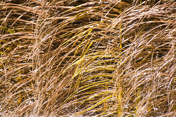 sunlit dry palm leaves on the roof