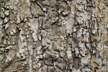 Tree bark Background. Brown Tileable Texture of the Old Tree.