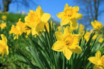 Crédence de cuisine en verre imprimé Narcisse Jonquilles jaunes au printemps