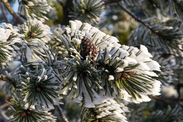 Obraz premium snowy branch of pine with cone