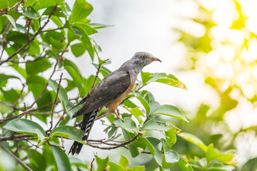 Bird (Plaintive Cuckoo) in a nature wild