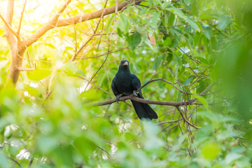 Bird (Asian koel) on tree in nature wild