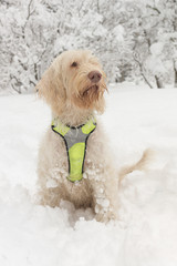 Portrait of a white young wire-haired dog of spinone italiano breed posing over a snowy winter background in the forest