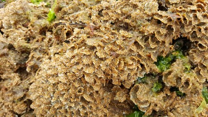 Coral on Devon's coastline. Beach texture