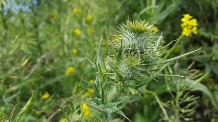 Green thistle