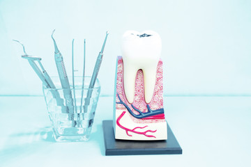 tooth anatomy on blue background.