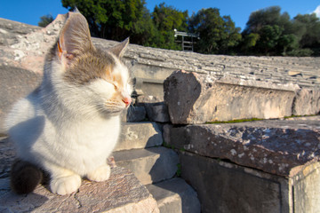The ancient theater of Epidaurus (or 