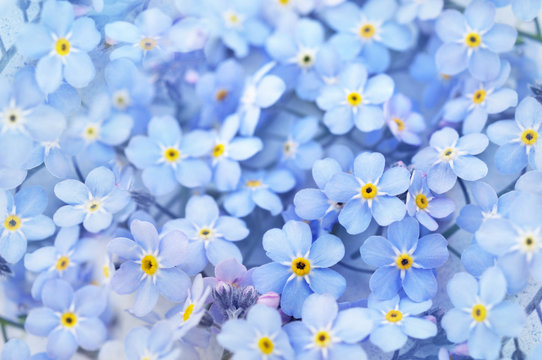 Fototapeta Spring blue forget-me-nots flowers, pastel background, selective focus, toned