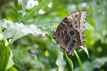 Schmetterling