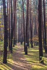 Obraz premium Bicycle trail in Kampinos Forest park near Warsaw, Poland