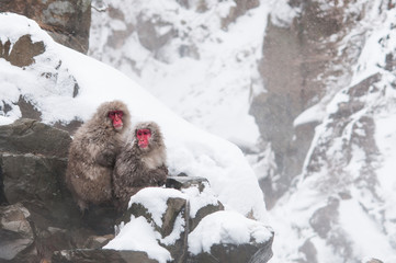 Snow monkey at Jigokudani snow monkey park.Japan
