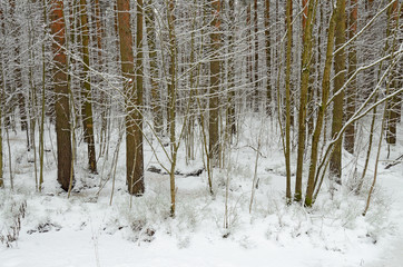 In the forest there lies snow white.