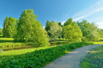 Fototapeta na wymiar Sunny landscape in the forest.
