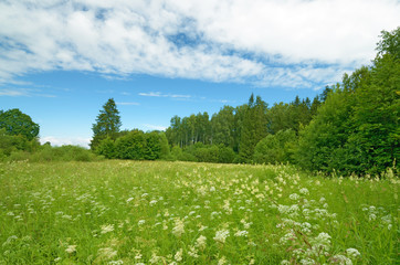 Fototapeta premium Sunny landscape in the forest.