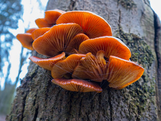  Mushroom on the tree © Avaru